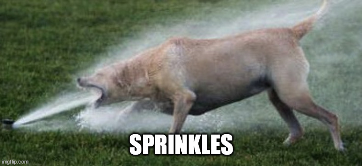 dog sprinkler | SPRINKLES | image tagged in dog sprinkler | made w/ Imgflip meme maker