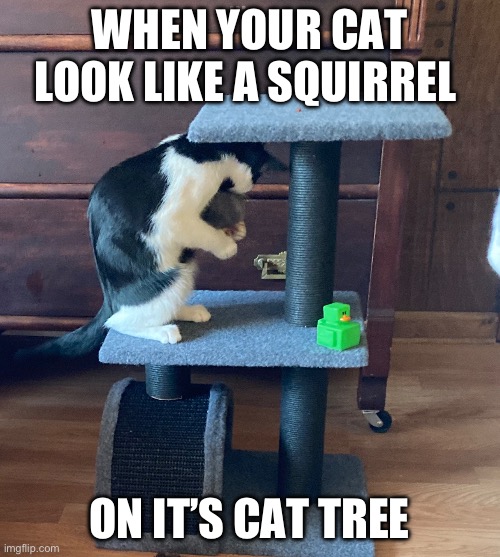 Squirrel Cat | WHEN YOUR CAT LOOK LIKE A SQUIRREL; ON IT’S CAT TREE | image tagged in cats,funny | made w/ Imgflip meme maker