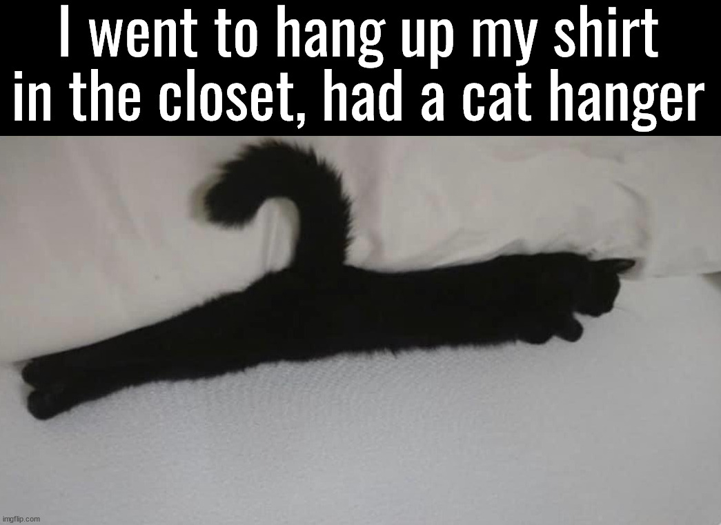 When your cat look like a coat hanger | I went to hang up my shirt in the closet, had a cat hanger | image tagged in totally looks like,cats,hang up,coat hanger | made w/ Imgflip meme maker