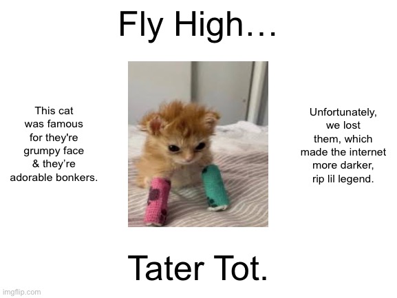 We lost a legend today… | Fly High…; This cat was famous for they're grumpy face & they’re adorable bonkers. Unfortunately, we lost them, which made the internet more darker, rip lil legend. Tater Tot. | image tagged in blank white template | made w/ Imgflip meme maker