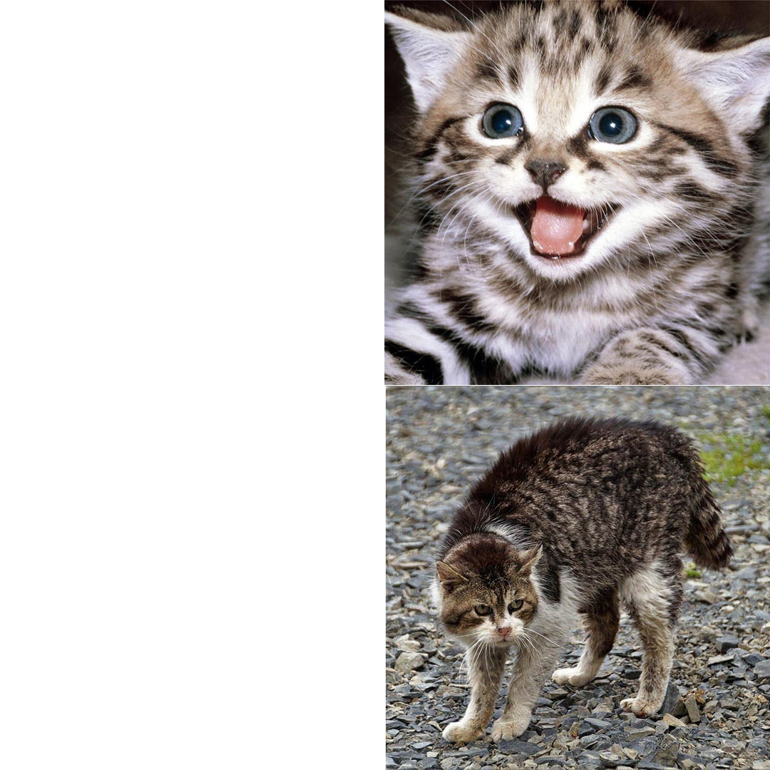 High Quality cat meme Blank Meme Template