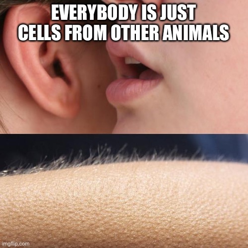 Birthday cake | EVERYBODY IS JUST CELLS FROM OTHER ANIMALS | image tagged in whisper and goosebumps | made w/ Imgflip meme maker