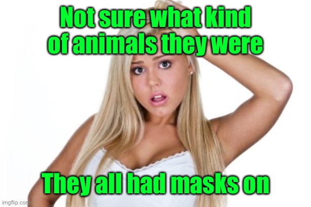 Dumb Blonde | Not sure what kind of animals they were They all had masks on | image tagged in dumb blonde | made w/ Imgflip meme maker