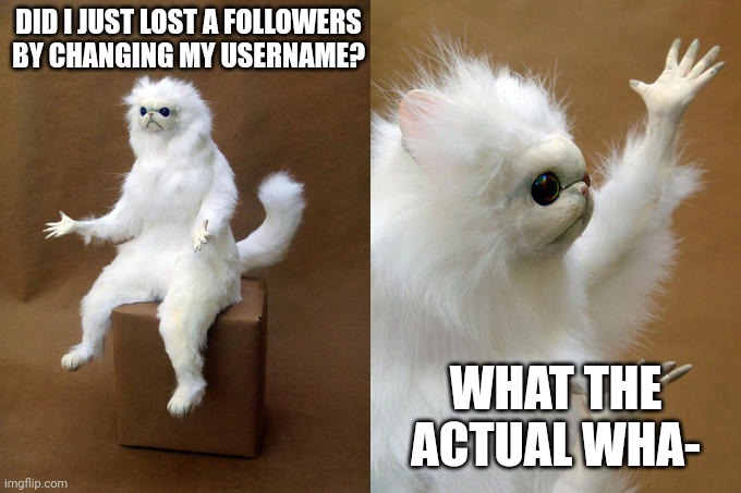 Persian Cat Room Guardian Meme | DID I JUST LOST A FOLLOWERS BY CHANGING MY USERNAME? WHAT THE ACTUAL WHA- | image tagged in memes,persian cat room guardian | made w/ Imgflip meme maker