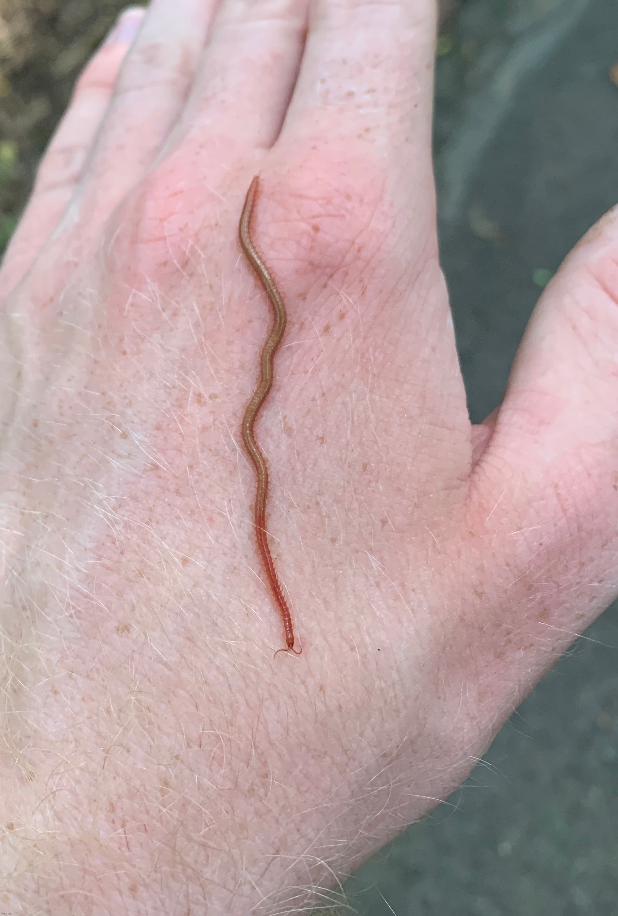 Zombie holds myriapod | made w/ Imgflip meme maker