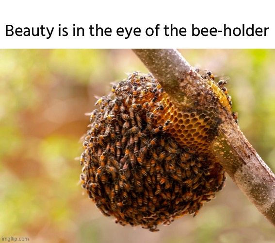 just a punny thought | Beauty is in the eye of the bee-holder | image tagged in funny,pun,beehive,beauty and the beholder | made w/ Imgflip meme maker