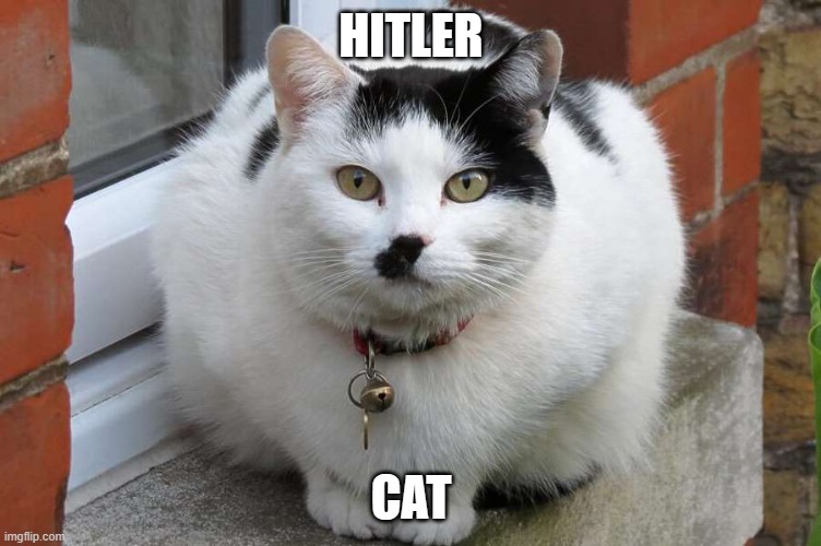 HITLER; CAT | image tagged in cat | made w/ Imgflip meme maker