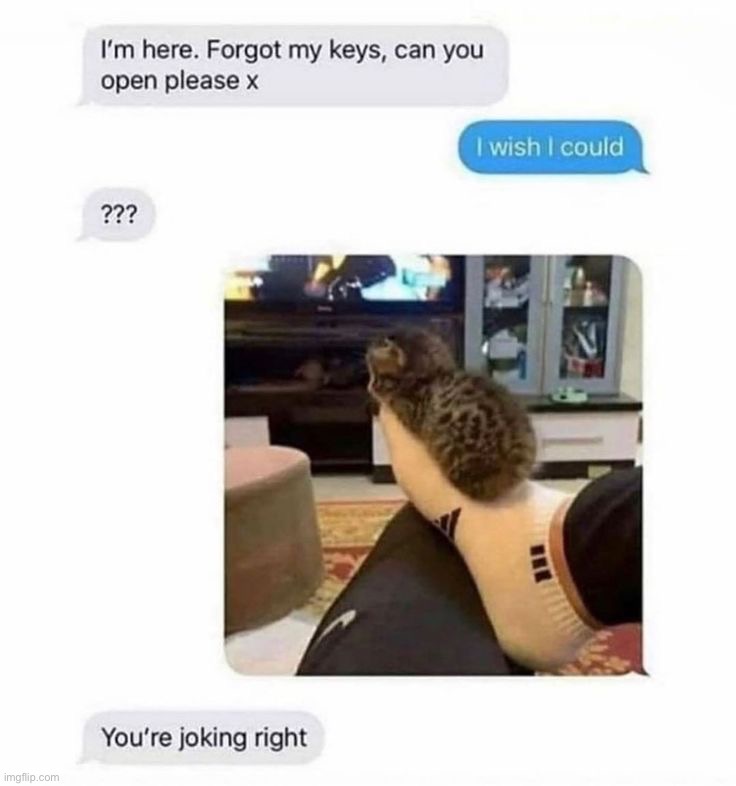 Do not disturb him | image tagged in memes,funny,cats | made w/ Imgflip meme maker