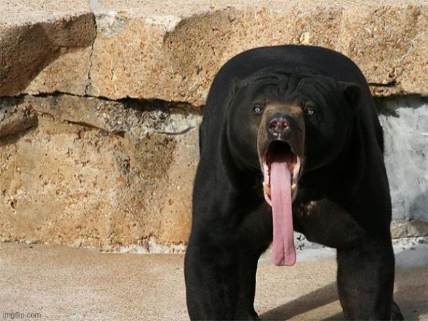 Bear with tongue sticking out | image tagged in bear with tongue sticking out | made w/ Imgflip meme maker