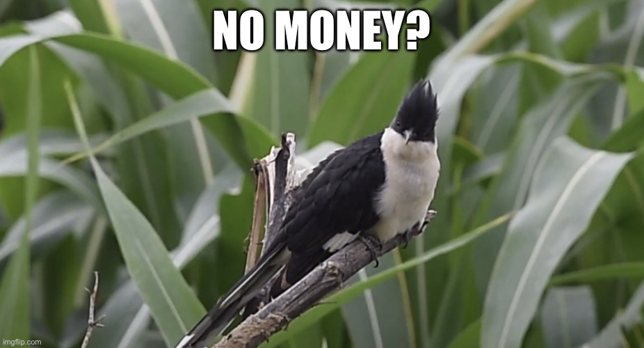 No money? | NO MONEY? | image tagged in staring cuckoo,money,joke,satire,funny,memes | made w/ Imgflip meme maker
