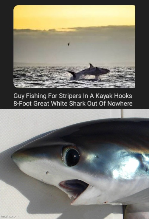 Fishing | image tagged in shock shark,memes,shark,sharks,fishing,fish | made w/ Imgflip meme maker