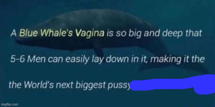 blue whale vagina | image tagged in blue whale vagina | made w/ Imgflip meme maker