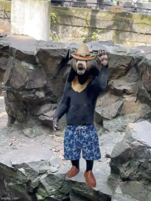 Hangzhou Zoo bear | image tagged in hangzhou zoo bear,china,sun bear,sombrero,huaraches,swim shorts | made w/ Imgflip meme maker