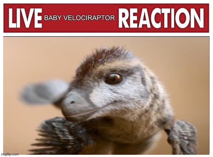 Live Baby Velociraptor Reaction | image tagged in live x reaction,dinosaur,dinosaurs,baby,reactions,reaction | made w/ Imgflip meme maker