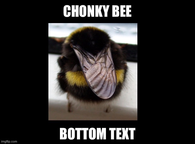 Chonky Bee ? Bottom Text | image tagged in bees,bottom text,blank black,bumblebee,insects | made w/ Imgflip meme maker