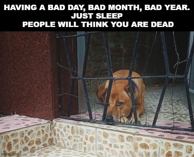 Depressed Dog. Just Sleep | HAVING A BAD DAY, BAD MONTH, BAD YEAR. 
JUST SLEEP 
PEOPLE WILL THINK YOU ARE DEAD | image tagged in depressed dog | made w/ Imgflip meme maker
