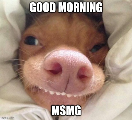 gm! | GOOD MORNING; MSMG | image tagged in good morning,memes | made w/ Imgflip meme maker