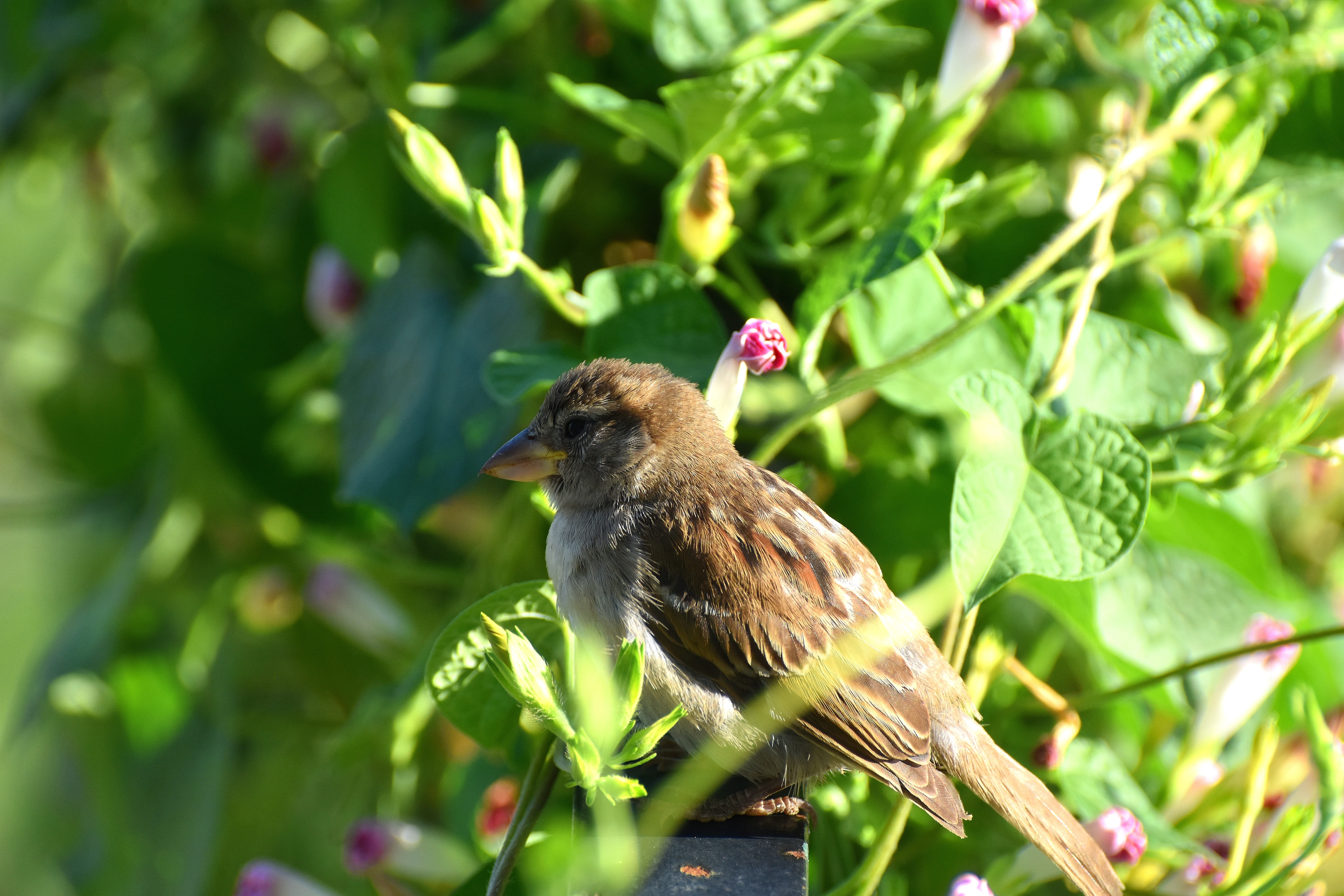 sparrow | image tagged in sparrow,kewlew | made w/ Imgflip meme maker
