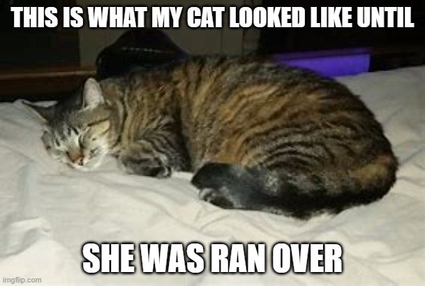 not my picture | THIS IS WHAT MY CAT LOOKED LIKE UNTIL; SHE WAS RAN OVER | image tagged in cats | made w/ Imgflip meme maker