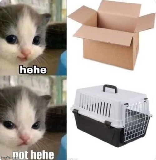 True | image tagged in cats,boxes,cage,funny,facts | made w/ Imgflip meme maker