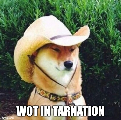 Wot in Tarnation Dog | WOT IN TARNATION | image tagged in wot in tarnation dog | made w/ Imgflip meme maker