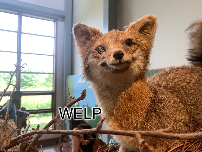 A taxidermied fox | WELP | image tagged in welp | made w/ Imgflip meme maker