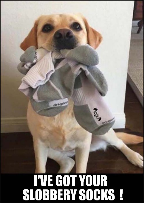 What A Helpful Hound ! | I'VE GOT YOUR   SLOBBERY SOCKS  ! | image tagged in dogs,slobber,socks | made w/ Imgflip meme maker