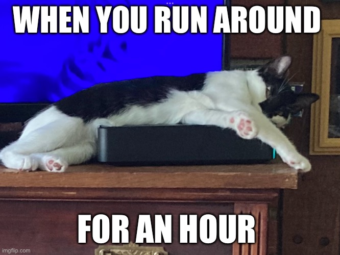 Sleepy Cat | WHEN YOU RUN AROUND; FOR AN HOUR | image tagged in cats,tired cat | made w/ Imgflip meme maker