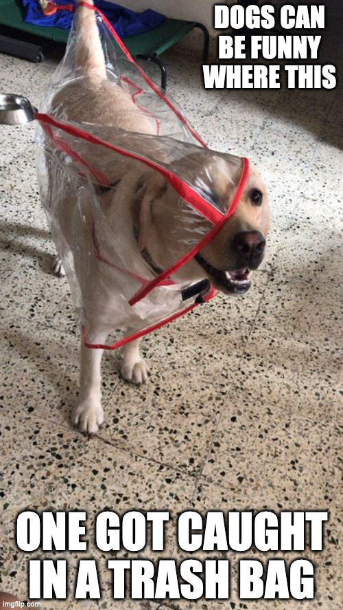 Dog in a Bag | DOGS CAN BE FUNNY WHERE THIS; ONE GOT CAUGHT IN A TRASH BAG | image tagged in dogs,memes | made w/ Imgflip meme maker