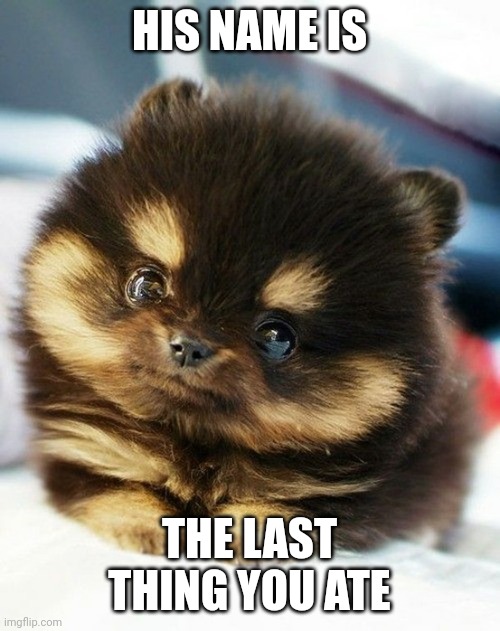 cute eyes animal | HIS NAME IS; THE LAST THING YOU ATE | image tagged in cute eyes animal | made w/ Imgflip meme maker