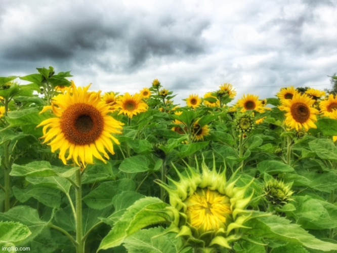 Sunflowers | image tagged in field of sunflowers,for charity,air ambulance,maze,good cause | made w/ Imgflip meme maker