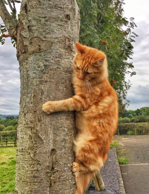 Better view | image tagged in cat on tree,better view,snax the ginger cat,cats | made w/ Imgflip meme maker