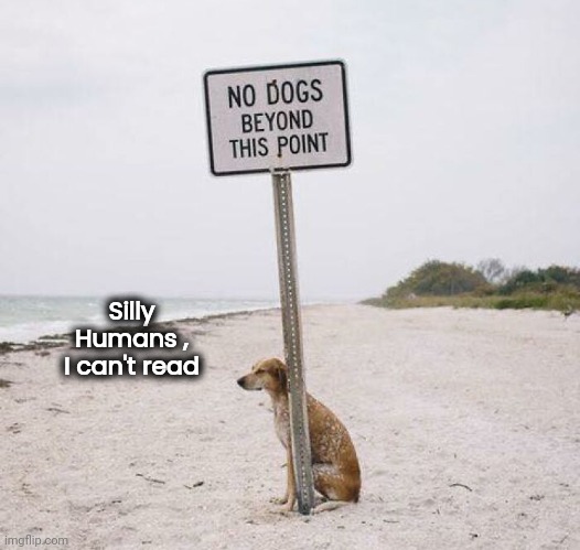 OK , who peed on the Sign post ? | Silly Humans ,
I can't read | image tagged in dogs,smart guy,only fools and horses,why are you reading this,day at the beach | made w/ Imgflip meme maker