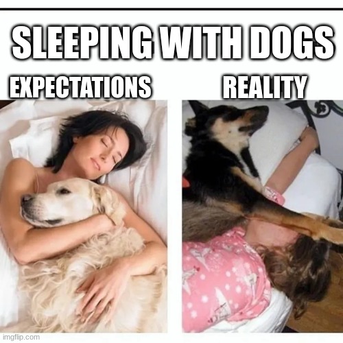 Sleeping With Dogs | SLEEPING WITH DOGS; EXPECTATIONS; REALITY | image tagged in dogs,dog,funny,funny dog memes,memes,sleep | made w/ Imgflip meme maker