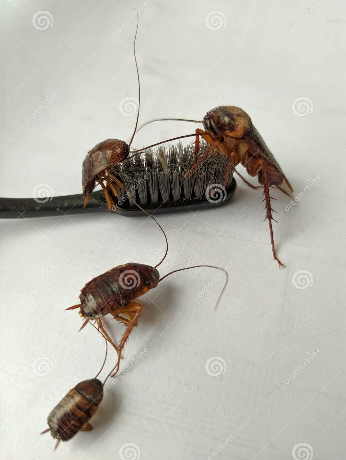 CURSED COCKROACHES ARE BRUSHING THEIR TEETH! Blank Meme Template