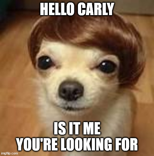 Hello Carly Dog | HELLO CARLY; IS IT ME YOU'RE LOOKING FOR | image tagged in dog,wig,toupe,hello,carly,cute dog | made w/ Imgflip meme maker