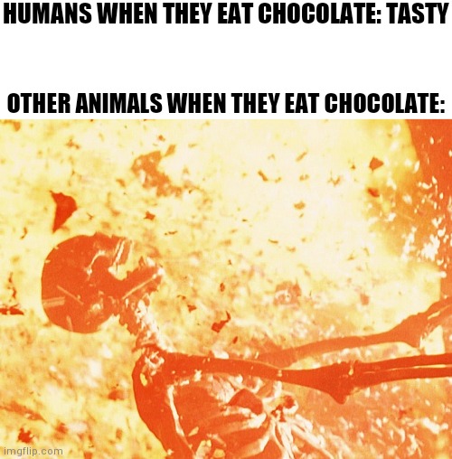 Nahhhh | HUMANS WHEN THEY EAT CHOCOLATE: TASTY; OTHER ANIMALS WHEN THEY EAT CHOCOLATE: | image tagged in fire skeleton,animals,chocolate,poison | made w/ Imgflip meme maker