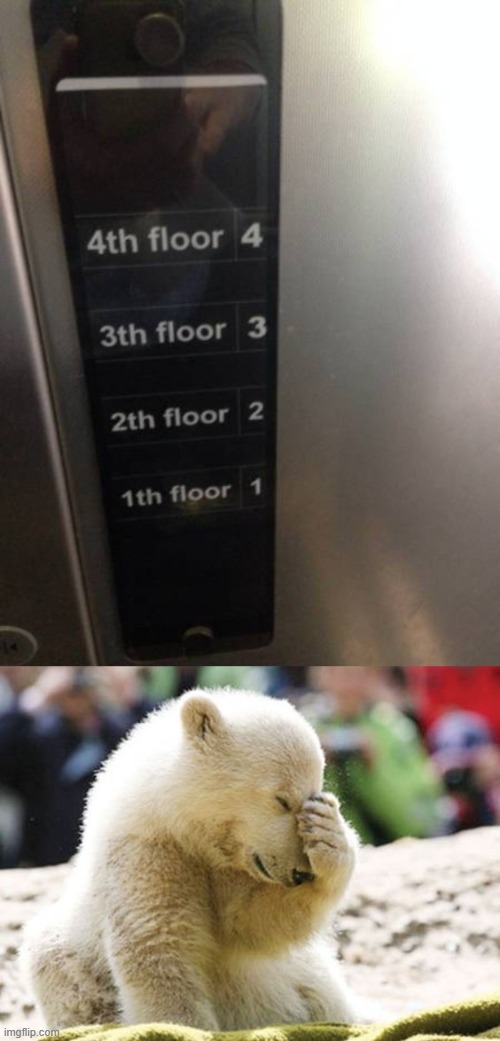 Did they have dementia when they designed this | image tagged in baby polar bear facepalm | made w/ Imgflip meme maker