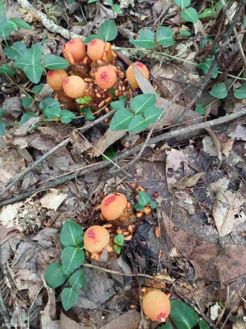 These funky mushrooms are called Gelatinous Puffballs. | made w/ Imgflip meme maker