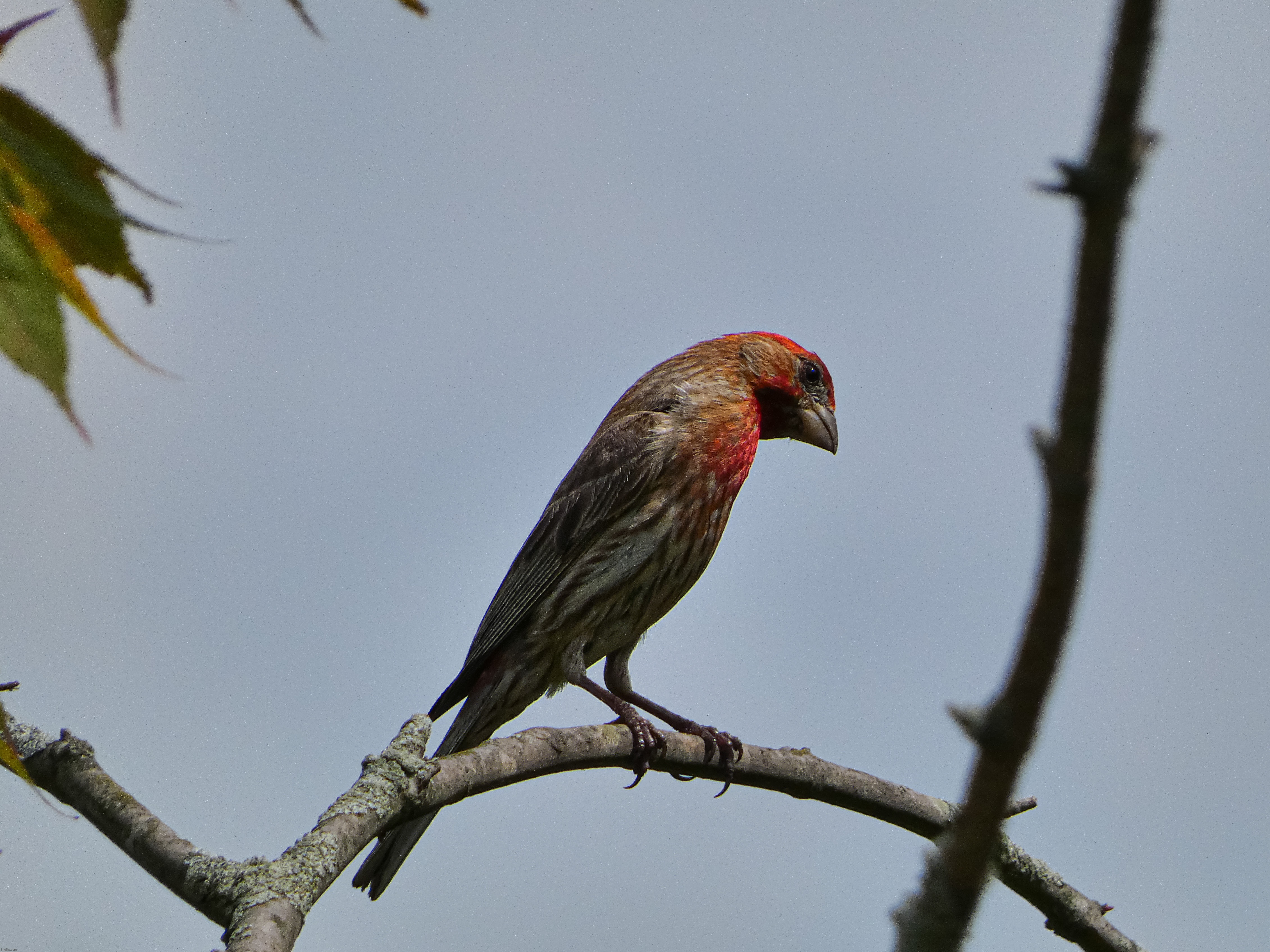 I took this picture of an inquisitive House Finch today | image tagged in share your own photos | made w/ Imgflip meme maker