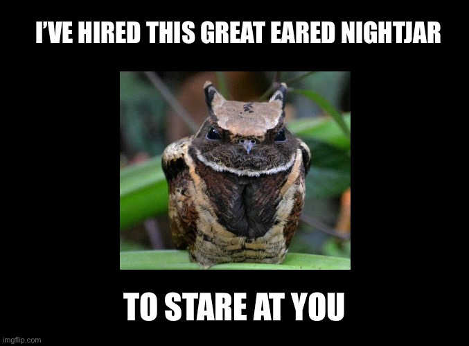 I’ve hired this great eared nightjar to stare at you | I’VE HIRED THIS GREAT EARED NIGHTJAR; TO STARE AT YOU | image tagged in blank black,animals,animal meme,funny animal meme,animal memes,stare | made w/ Imgflip meme maker