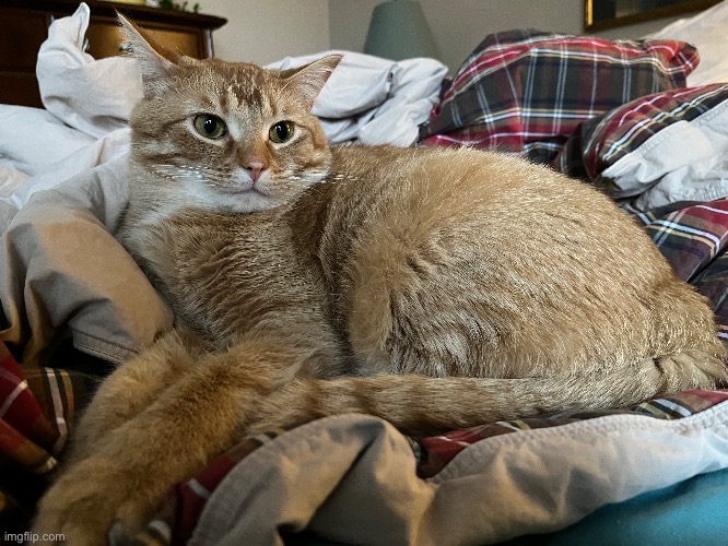 Images of my cats: Monty | made w/ Imgflip meme maker