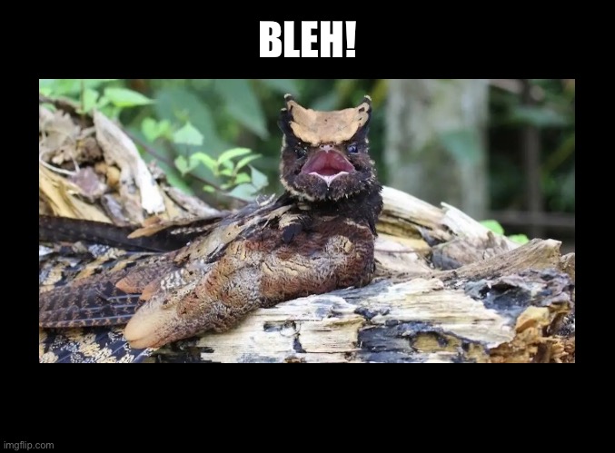 Great Ear Nightjar Bleh! | BLEH! | image tagged in blank black,birb,animals,anime meme,funny animals,funny animal meme | made w/ Imgflip meme maker