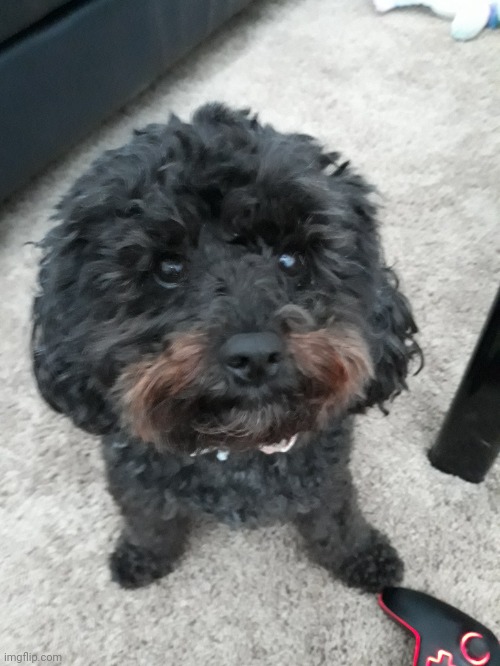 My dog (no cat) | made w/ Imgflip meme maker