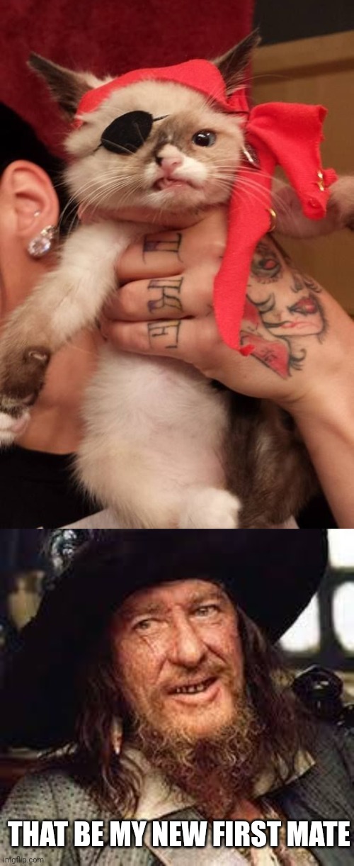 PIRATE CAT | THAT BE MY NEW FIRST MATE | image tagged in cats,pirate,pirates of the caribbean | made w/ Imgflip meme maker