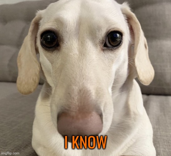 homophobic dog | I KNOW | image tagged in homophobic dog | made w/ Imgflip meme maker