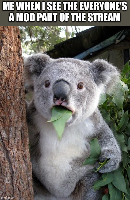 Surprised Koala Meme | ME WHEN I SEE THE EVERYONE'S A MOD PART OF THE STREAM | image tagged in memes,surprised koala | made w/ Imgflip meme maker