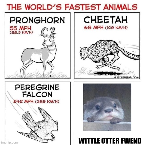 Wittle otter fwend | WITTLE OTTER FWEND | image tagged in the world's fastest animals | made w/ Imgflip meme maker