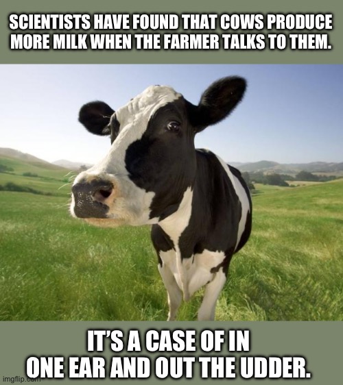 Milk | SCIENTISTS HAVE FOUND THAT COWS PRODUCE MORE MILK WHEN THE FARMER TALKS TO THEM. IT’S A CASE OF IN ONE EAR AND OUT THE UDDER. | image tagged in cow,milk,talk | made w/ Imgflip meme maker