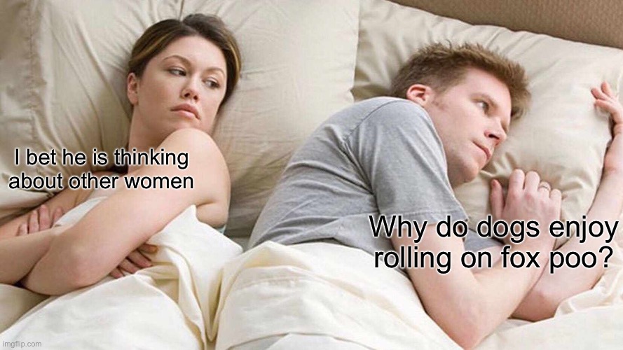 I Bet He's Thinking About Other Women | I bet he is thinking about other women; Why do dogs enjoy rolling on fox poo? | image tagged in memes,i bet he's thinking about other women | made w/ Imgflip meme maker